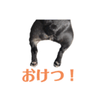 チワワとフレブルの関西弁（個別スタンプ：33）
