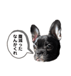 チワワとフレブルの関西弁（個別スタンプ：34）