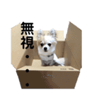チワワとフレブルの関西弁（個別スタンプ：35）