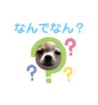 チワワとフレブルの関西弁（個別スタンプ：40）