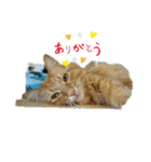 ねことトイプードル（個別スタンプ：2）