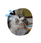 ねことトイプードル（個別スタンプ：4）