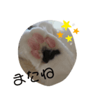 ねことトイプードル（個別スタンプ：6）