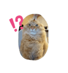 ねことトイプードル（個別スタンプ：8）