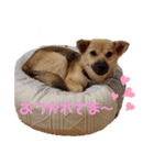 なっちゃんの独り言スタンプ（個別スタンプ：11）