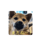 なっちゃんの独り言スタンプ（個別スタンプ：13）