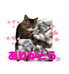 みこさん家の猫ちゃん達（個別スタンプ：1）