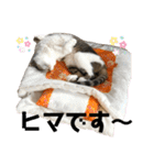 みこさん家の猫ちゃん達（個別スタンプ：3）