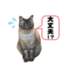 みこさん家の猫ちゃん達（個別スタンプ：4）