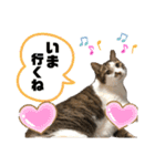 みこさん家の猫ちゃん達（個別スタンプ：5）