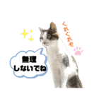 みこさん家の猫ちゃん達（個別スタンプ：6）