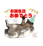 みこさん家の猫ちゃん達（個別スタンプ：7）