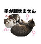 みこさん家の猫ちゃん達（個別スタンプ：11）