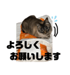 みこさん家の猫ちゃん達（個別スタンプ：12）