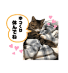 みこさん家の猫ちゃん達（個別スタンプ：14）