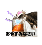 みこさん家の猫ちゃん達（個別スタンプ：15）