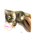 茶トラのすずちゃん（個別スタンプ：1）