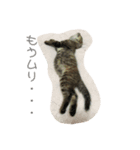 茶トラのすずちゃん（個別スタンプ：2）