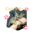 茶トラのすずちゃん（個別スタンプ：3）