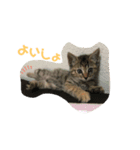 茶トラのすずちゃん（個別スタンプ：4）