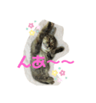 茶トラのすずちゃん（個別スタンプ：5）