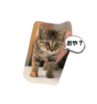 茶トラのすずちゃん（個別スタンプ：7）