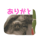 茶トラのすずちゃん（個別スタンプ：8）
