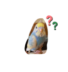 piross（個別スタンプ：4）