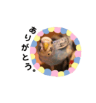 piross（個別スタンプ：5）