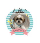シーズー（∩＾ω＾∩）Shih Tzu大好き！（個別スタンプ：1）