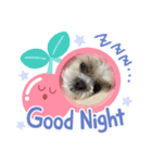 シーズー（∩＾ω＾∩）Shih Tzu大好き！（個別スタンプ：2）