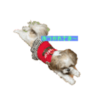 シーズー（∩＾ω＾∩）Shih Tzu大好き！（個別スタンプ：3）