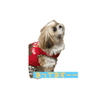 シーズー（∩＾ω＾∩）Shih Tzu大好き！（個別スタンプ：4）
