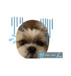 シーズー（∩＾ω＾∩）Shih Tzu大好き！（個別スタンプ：5）