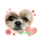 シーズー（∩＾ω＾∩）Shih Tzu大好き！（個別スタンプ：7）