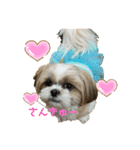 シーズー（∩＾ω＾∩）Shih Tzu大好き！（個別スタンプ：8）