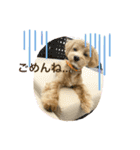 マルプーのBell♪（個別スタンプ：1）