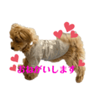 マルプーのBell♪（個別スタンプ：7）