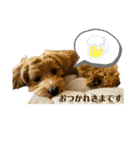 マルプーのBell♪（個別スタンプ：11）