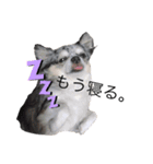 ブルーマールチワワの陽ちゃん（個別スタンプ：3）