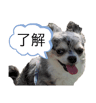 ブルーマールチワワの陽ちゃん（個別スタンプ：4）