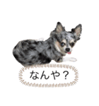 ブルーマールチワワの陽ちゃん（個別スタンプ：5）