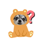 ブルーマールチワワの陽ちゃん（個別スタンプ：7）