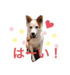 まゆげ犬 てんてん（個別スタンプ：4）