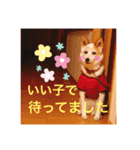 まゆげ犬 てんてん（個別スタンプ：5）