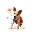 まゆげ犬 てんてん（個別スタンプ：7）