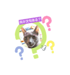 猫で意思表示ニャ（個別スタンプ：1）