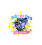 猫で意思表示ニャ（個別スタンプ：2）