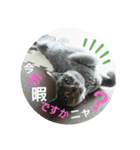 猫で意思表示ニャ（個別スタンプ：5）