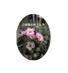 お花 お祝い スタンプ（個別スタンプ：4）